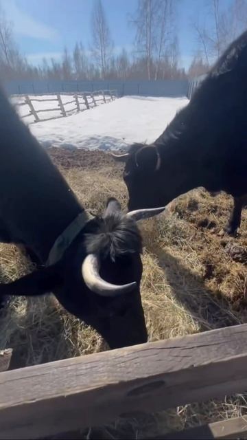 🌸🐮
#приютСудьба #приютдляживотных #животные #коровы