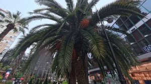 Сочи Навагинская Дождь ☔️