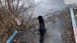 Слайд-шоу. Мишка на улице, весна. ХРИСТОС ВОСКРЕС.