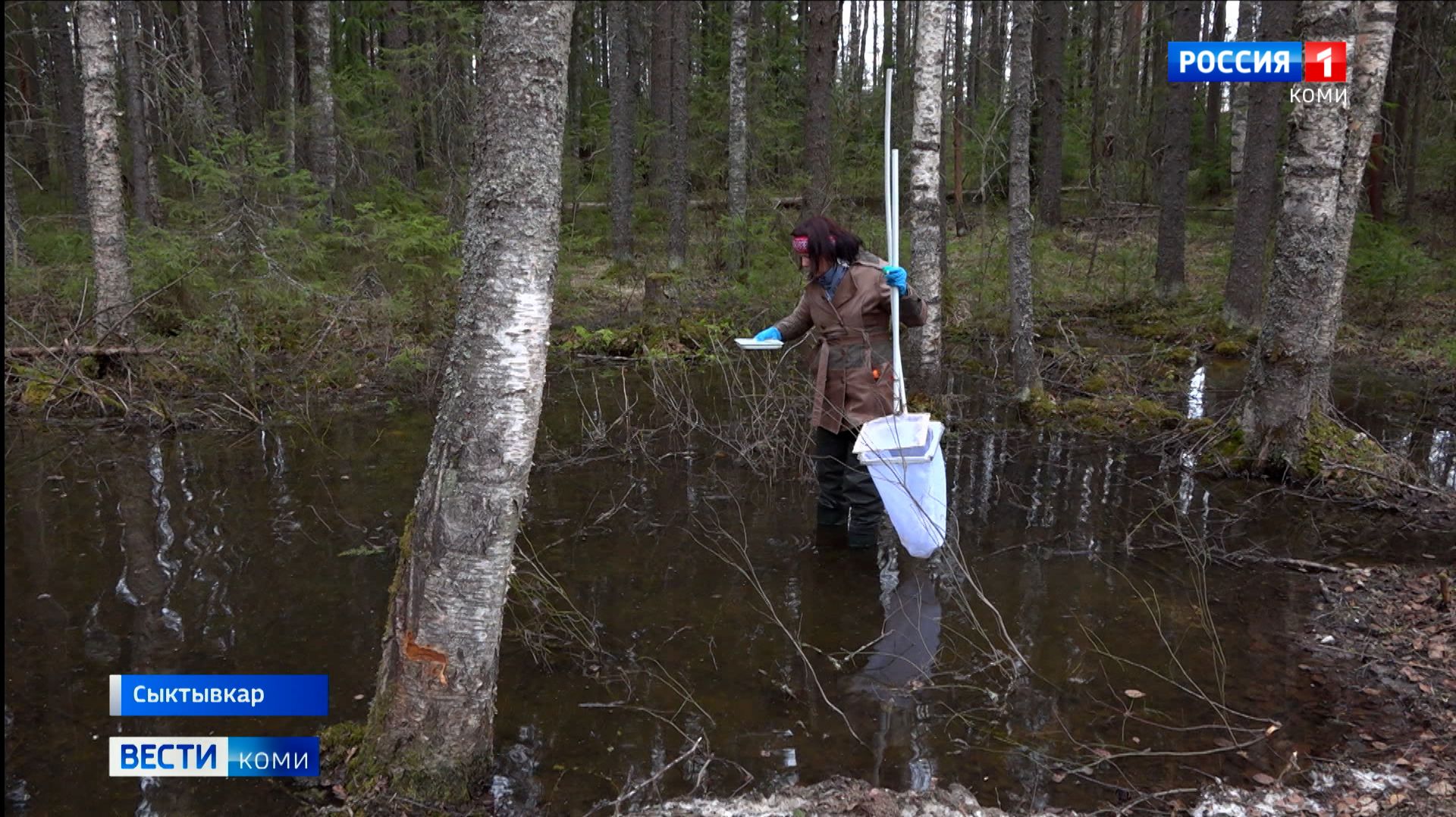 Ученые Коми: летом 2026 года возможно распространение комаров, являющихся переносчиками туляремии