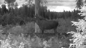 Лось на солонце: прогнал соперника, лизнул камеру и ушёл в тайгу!