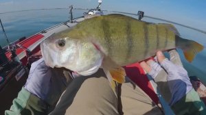 Реально ЧУДО приманка РЕКОРДНЫЙ ОКУНЬ,ЗДОРОВЕННЫЙ,язь.судаки и.сазан Рыбалка на спиннинг