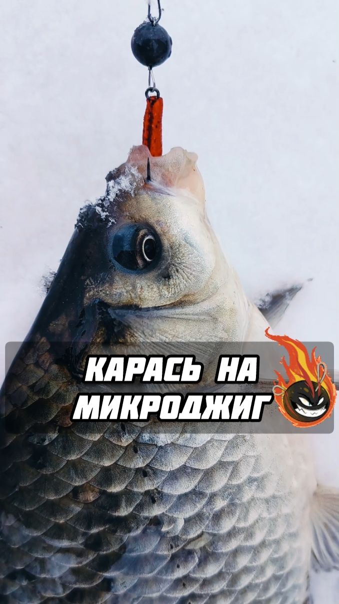 #Карась на #микроджиг #рыбалка #спиннинг #ультралайт #LVfishing #мормишинг #мормо #daiwa #zemex