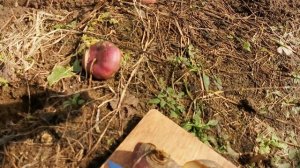 pomidom.ru Урожай в Апреле! Вкуснее не бывает. Зимовка Русской репы под снегом в открытом грунте!