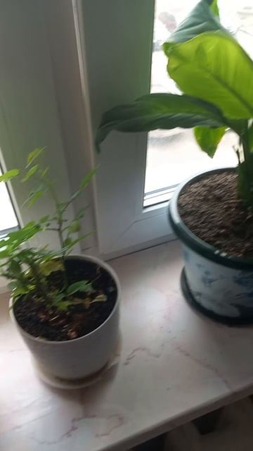 Цветы на подоконнике