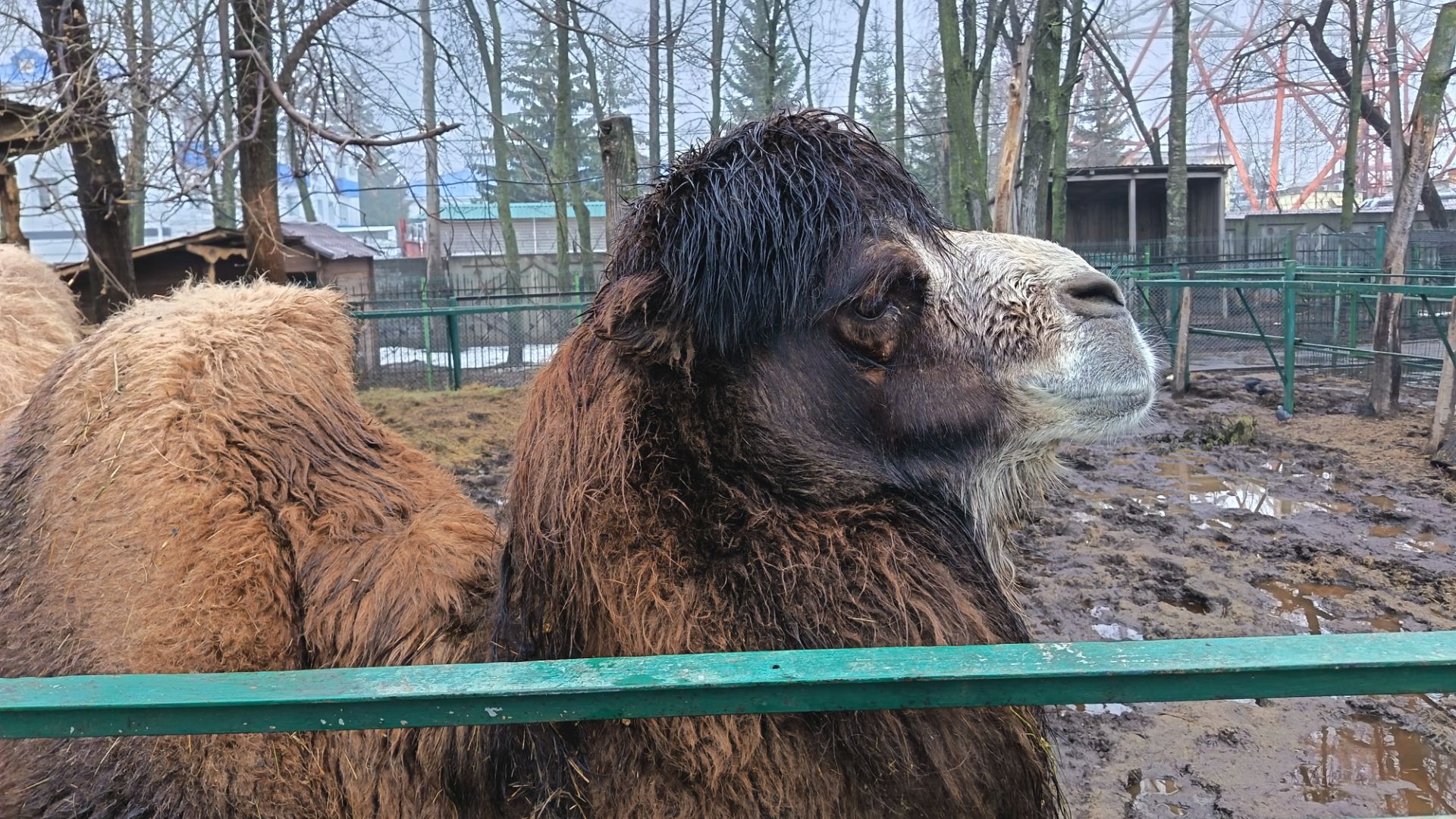 Зоопарк. Покормили животных