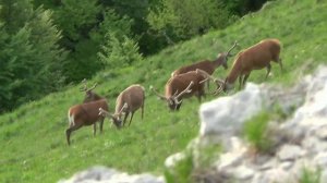 Олени в Крымских горах