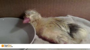 Курятник On-Line