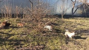 Чихуахуа #ЦЕНЫ от 25 тр #купить_щенка_чихуахуа_продам #MAX +79215950848