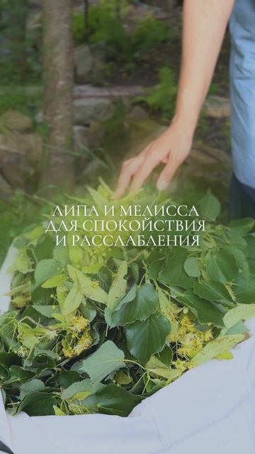 Топ трав при менопаузе. Сохраняй! #травы #менопауза #женщина #женскоездоровье