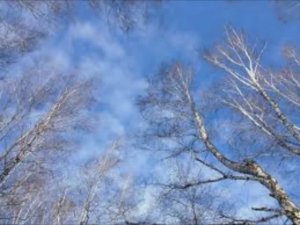 4 апреля - Василий Теплый, Василий Парник, Василий Солнечник