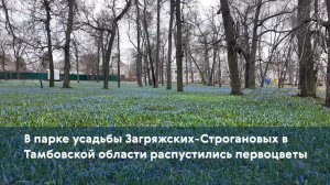 В парке усадьбы Загряжских-Строгановых в Тамбовской области распустились первоцветы