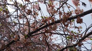 Сакура цветёт в Адлере