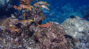 внешний риф напротив Royal Brayka