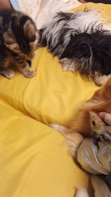 Наши котята 😺 😹