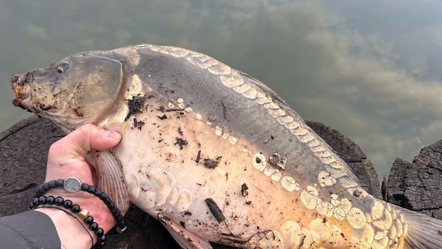 Результат работы оснастки херабуна на весеннего карася