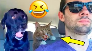 ✅ Я РЖАЛ ДО СЛЁЗ, СМЕШНЫЕ ПРИКОЛЫ 2026, СБОРНИК ПРИКОЛОВ, ЛУЧШИЕ ПРИКОЛЫ, С ДЕВУШКАМИ, С КОТАМИ