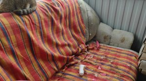 Соседский кот атакует