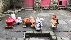 321. Пришли саженцы и земля, делаю новую закваску на хлеб, готовлю клумбы многое др.