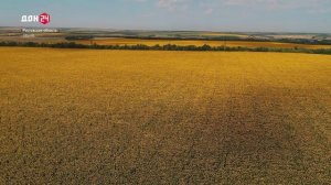 Донская экономика в деталях