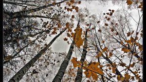 А. Пушкин. Осень