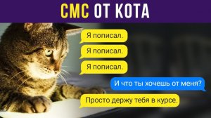 СМС от кота) Приколы