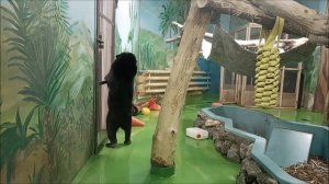 Новый житель зоопарка.  Малайская медведица Миша 02.04.2026