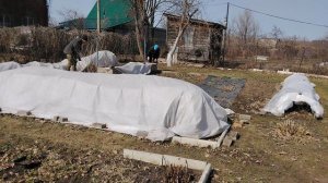 Дачные дела, освобождаю цветы от листьев.