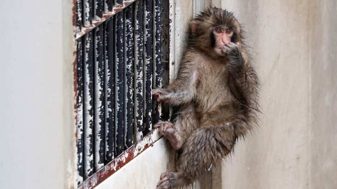 История обезьяны Панча поможет предотвратить буллинг в школах