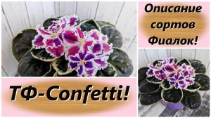 Описание сортов Фиалок! ТФ-Confetti!