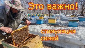 ЭТО ВАЖНО ВЕСНОЙ! Стимуляция пчелосемей! Первые весенние работы!