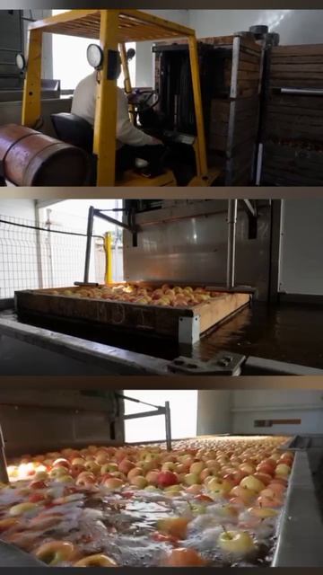 Линия калибровки яблок АСК-5 – ваш ключ к идеальной сортировке!