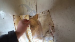 В ЭТОТ дом никто не заходил 20 лет. Когда заглянул внутрь то не поверил глазам  люди рубили порог