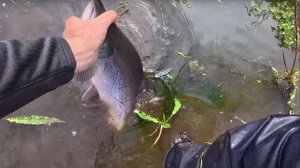 Крупные рыбы бьют на мели. Я В ШОКЕ ОТ СИЛЫ БОРЬБЫ. Первая рыбалка на Камчатке