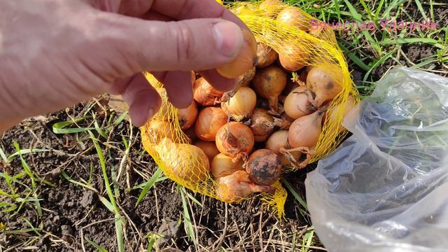 Когда сажать Лук?