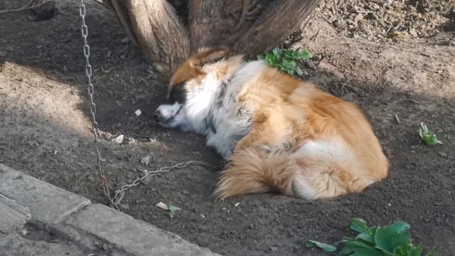 Кутёнок пёсель нежится в самодельной ямке