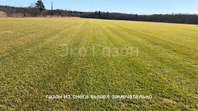 Наш газон в Гатчине отлично перезимовал