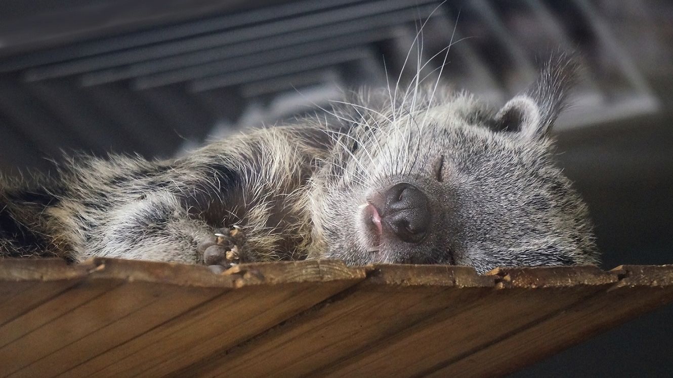 Семейство бинтуронгов, гда мама, два сыночка и дочка, а папы не видно.