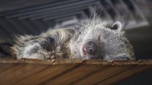 Семейство бинтуронгов, гда мама, два сыночка и дочка, а папы не видно.