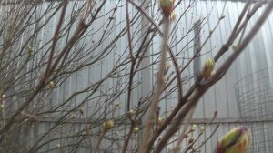 СИРЕНЬ 💥 ПОЧКИ ТРЕСНУЛИ 💥 ПОДПИШИСЬ