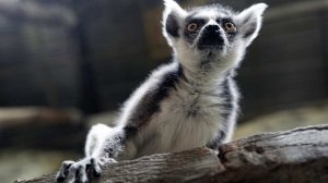 Спасенного из "трудового рабства" лемура отправят в Московский зоопарк