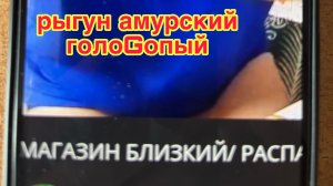 3/4 26 ПРОДУКТОВЫЙ ШОПИНГ АМУРСКОГО ГОЛОШТАННОГО РЫГУНА.