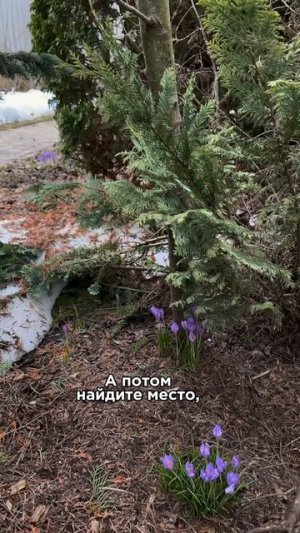 Как ускорить весну в своём саду?