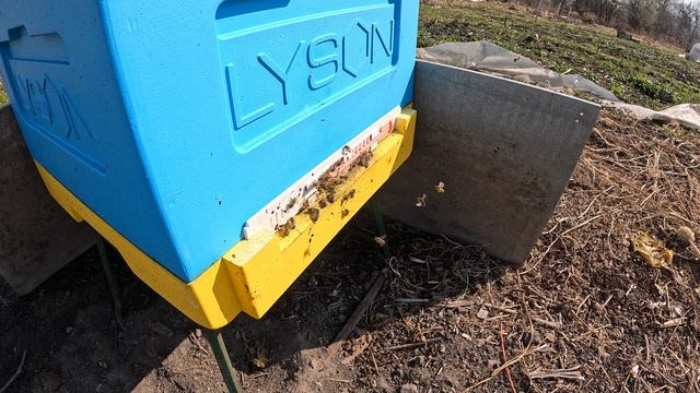 Пчёлы 2026-04-03 - часть 3