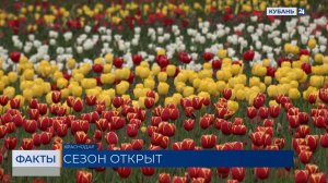 Проект «Тюльпаномагия» от «Магнита» открыл сезон цветения в Краснодаре