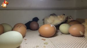 Мы снимали инкубатор 7 часов ночью… и дождались чуда (1)