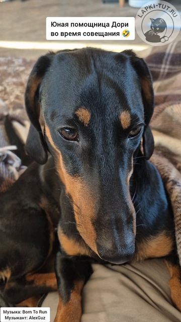Магия пятницы: такая разная такса Дори 🤣

#лапкитут #таксыправятмиром #смешнаясобака #питомцы #пятни