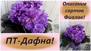 Описание сортов Фиалок! ПТ-Дафна!