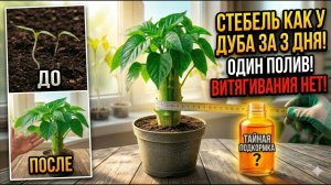ЗАЛЕЙТЕ ЭТО ПОД ПЕРЕЦ! Стебель станет как ДУБ за 3 дня! Рассада НЕ ТЯНЕТСЯ!