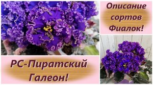 Описание сортов Фиалок! РС-Пиратский Галеон!